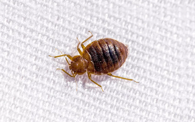 closeup image of bed bug