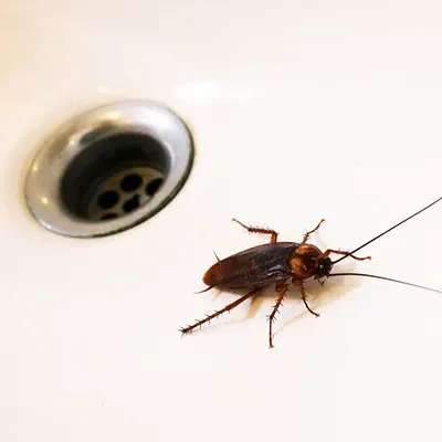 american cockroach in a white sink