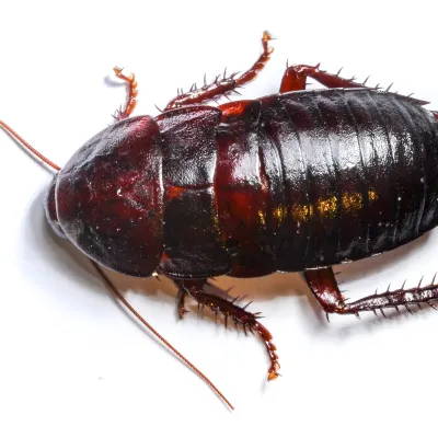 close up of an oriental cockroach