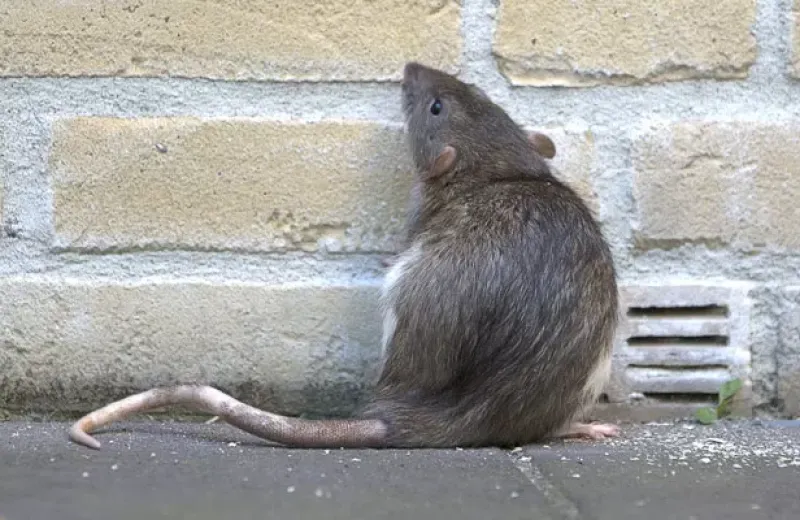 service image rat