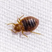 Bed bug image
