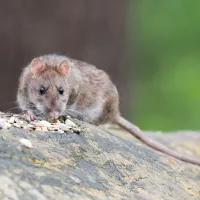 brown rat sitting on a log