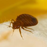 close up of a bed bug on a piece of cotton