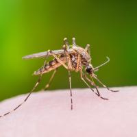 close up of a mosquito on someones hand