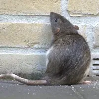 service image rat