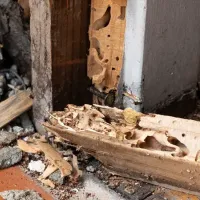 door frame damaged by a termite infestation