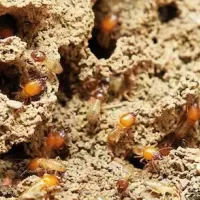 close up of termites eating through wood