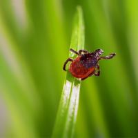 small tick on a blade of grass