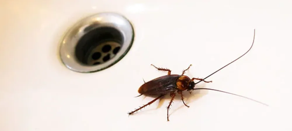 american cockroach in a white sink