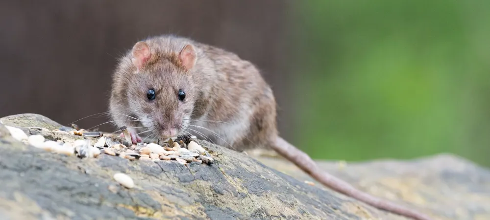 brown rat sitting on a log