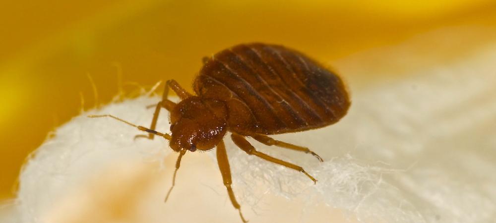 close up of a bed bug on a piece of cotton