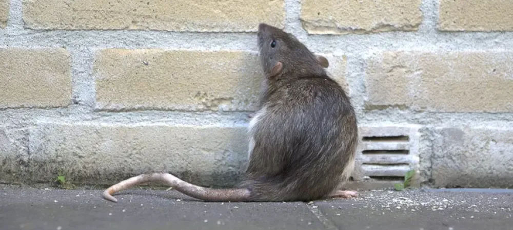 service image rat