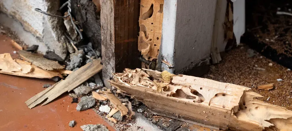 door frame damaged by a termite infestation