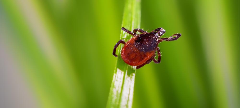 small tick on a blade of grass