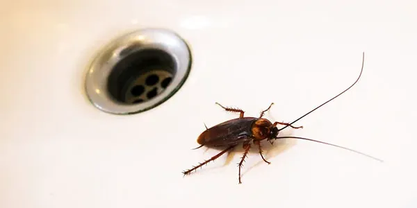 american cockroach in a white sink