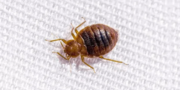 Bed bug image