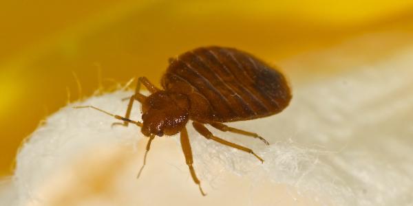 close up of a bed bug on a piece of cotton