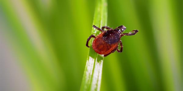 small tick on a blade of grass